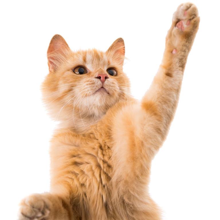 Katze