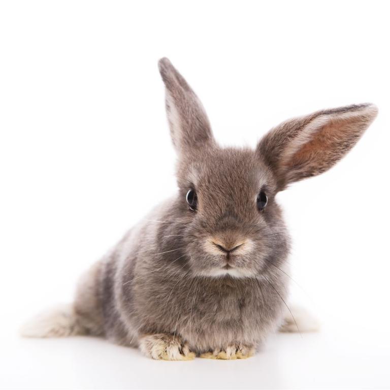 Hase
