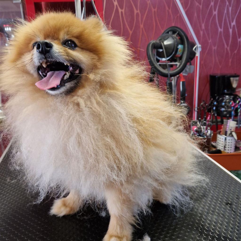 Hund beim Schneiden