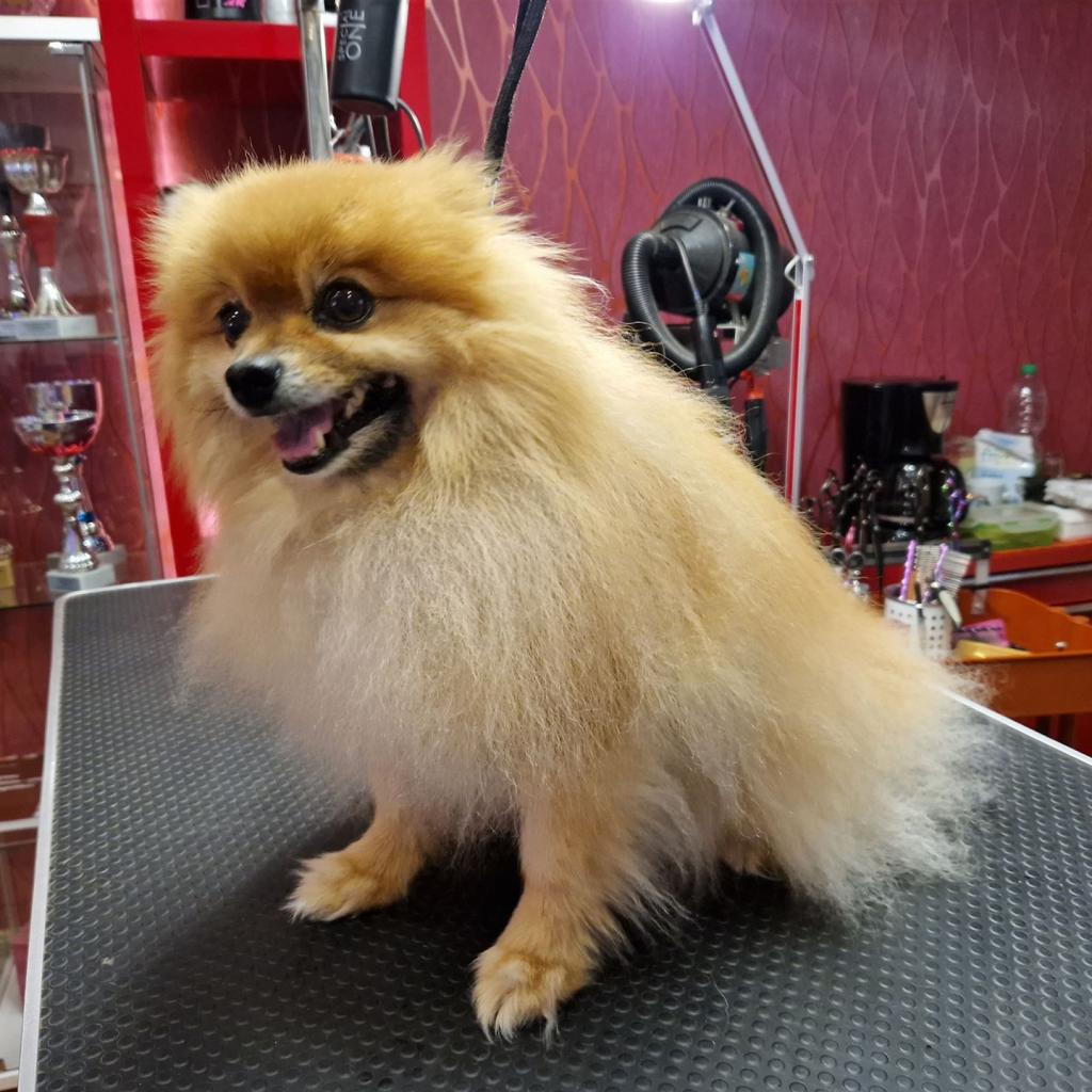 Hund beim Schneiden