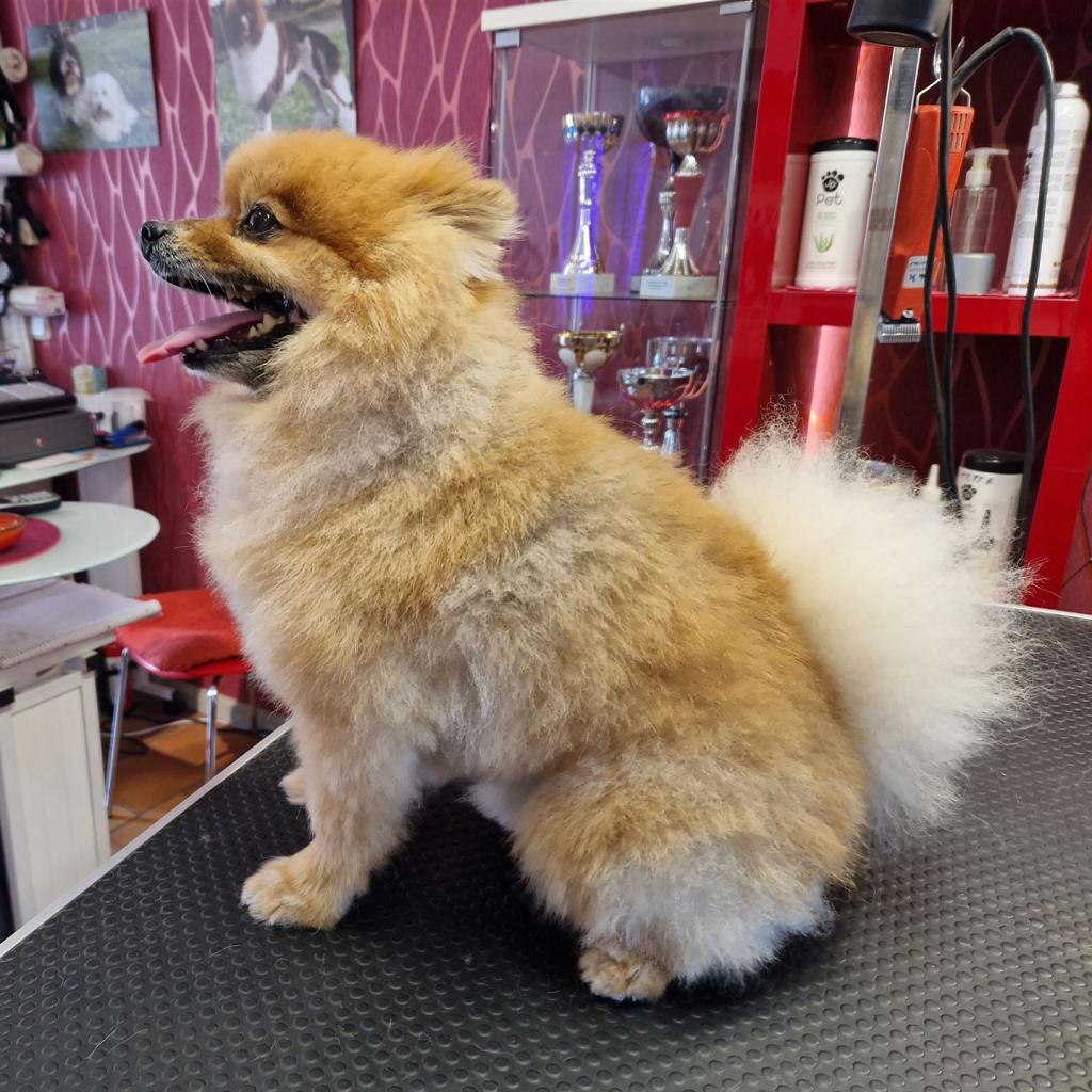 Hund beim Schneiden
