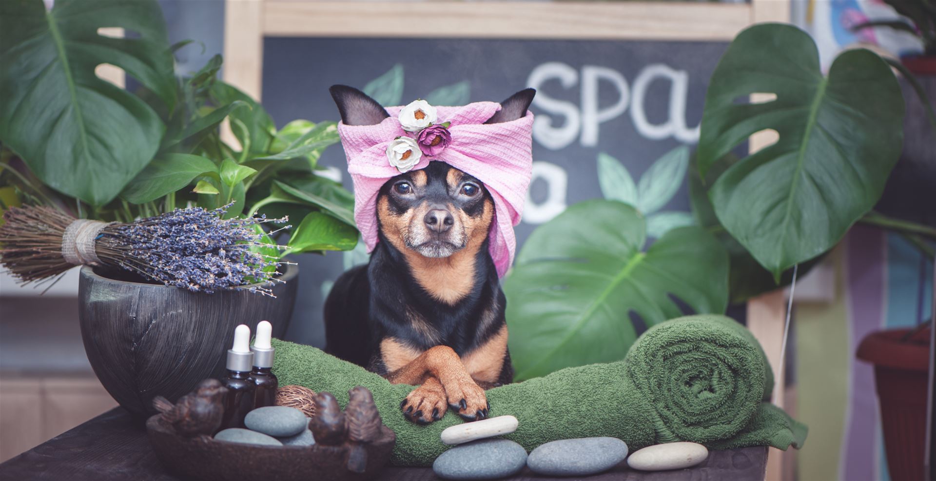 Hund beim Spa