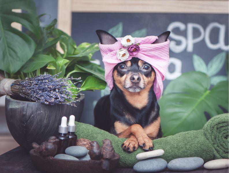 Hund beim Spa